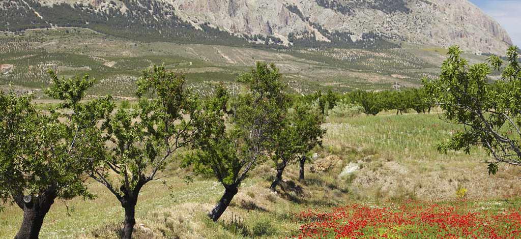 Hotels in Torre Pacheco